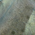 105 grau/türkis schimmer