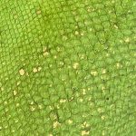 269 - apfelgrün/gold