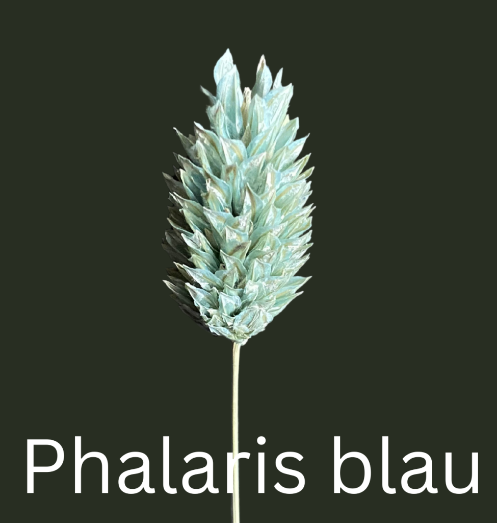 edelstahl-dekoreifen-mit-passer-trockenblumen-melas-l-die