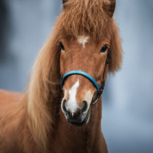 Myvatn bridle, black, fish leather, red/white (Kopie) (Kopie) (Kopie) (Kopie)